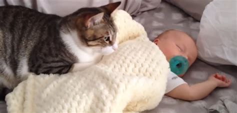 Start Your New Year With Cats Protecting Babies! - Cats vs Cancer