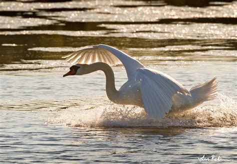 Mute Swan Swans And Geese Swedish Birds Gallery My World Of