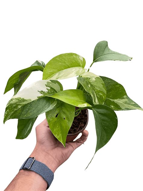 Pothos 'Albo Variegata' | Rare Variegated Indoor Plant – All About Planties