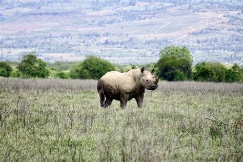 These are the 'Big Five' game animals for your African safari | Travel