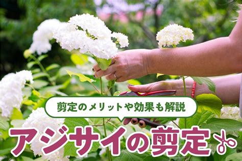 紫陽花（アジサイ）の色の変化を解説｜色の調整方法や、役立つ肥料など紹介 となりのカインズさん