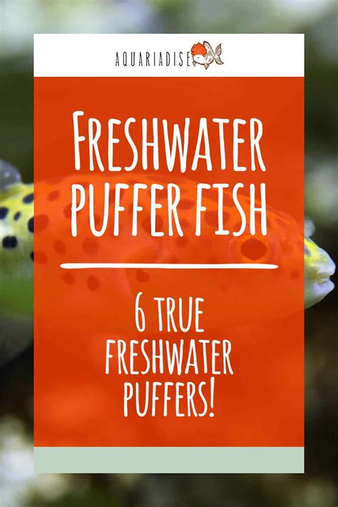 Freshwater puffer fish | 6 true freshwater puffers! - Aquariadise