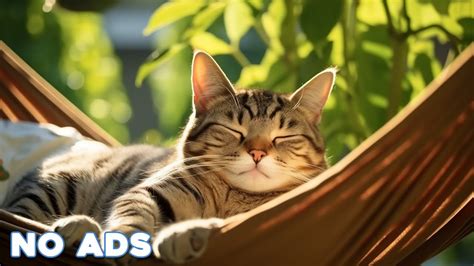 Hours Sleep Music For Cats Calming Music For Cats No Ads Sleep