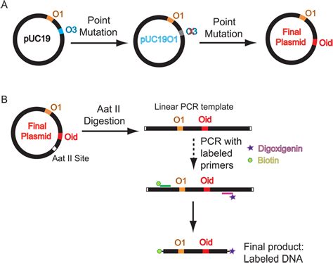 Cdna Synthesis Diagram Schematic For Cdna Synthesis By Template Switching Step All