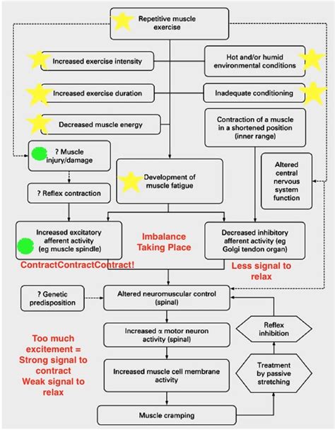 Holy Cramp! The Science Of Exercise-Associated Cramping – iRunFar.com