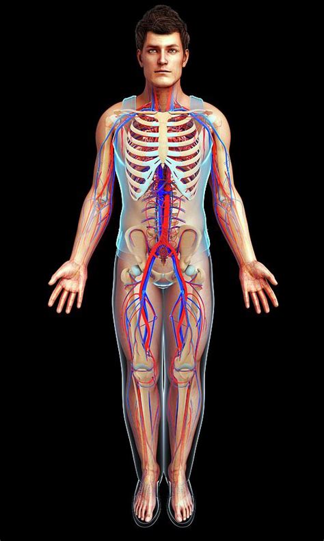 Human Circulatory System Photograph By Pixologicstudio Science Photo