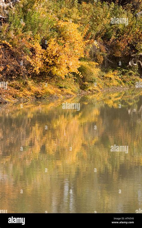 Autumn Foliage Little BigHorn River, Montana Stock Photo - Alamy