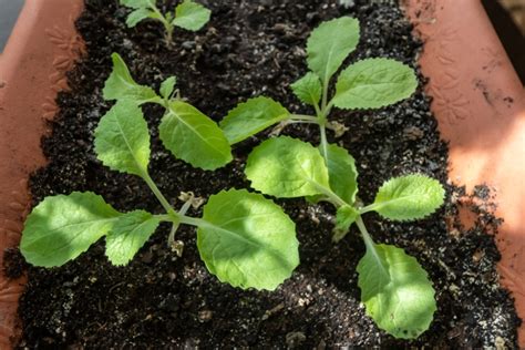 Cómo germinar ajo Huerto en casa