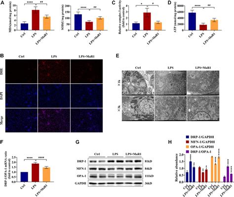 Frontiers Maresin Attenuates Lipopolysaccharide Induced Acute