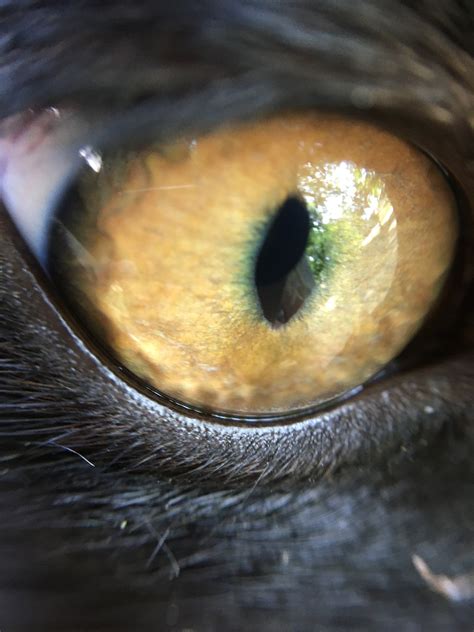 eye cat  photo  pixabay pixabay