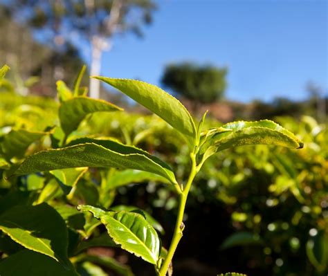 Premium Photo | Tea plantation