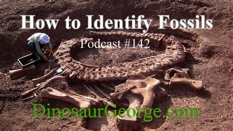 How To Identify Fossils Youtube