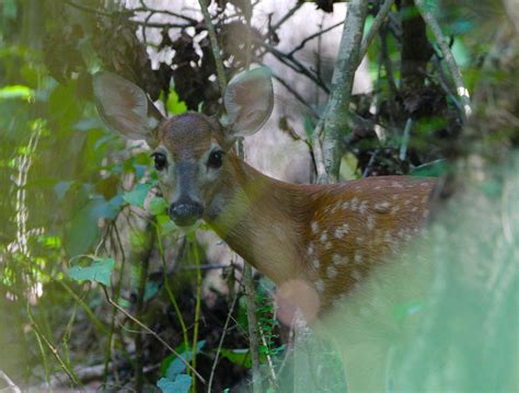 White tailed deer fawn Photograph by Sandy Zanko - Fine Art America