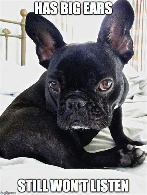 The 10 Best Funny Frenchie Memes Images On Pinterest French Bulldogs