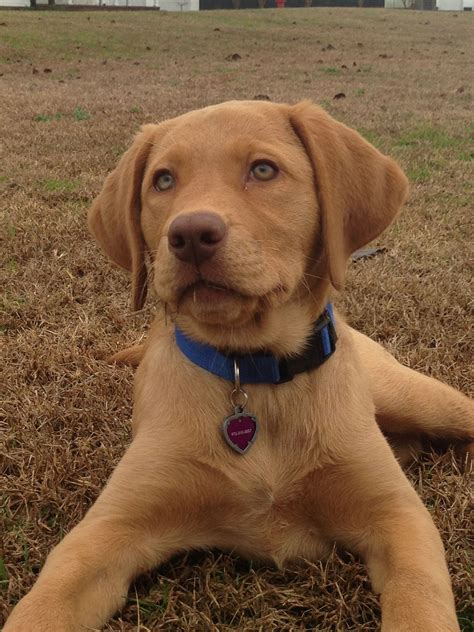 Fox Red Lab So Cute Fox Red Lab Cute Dogs Breeds Lab Dogs