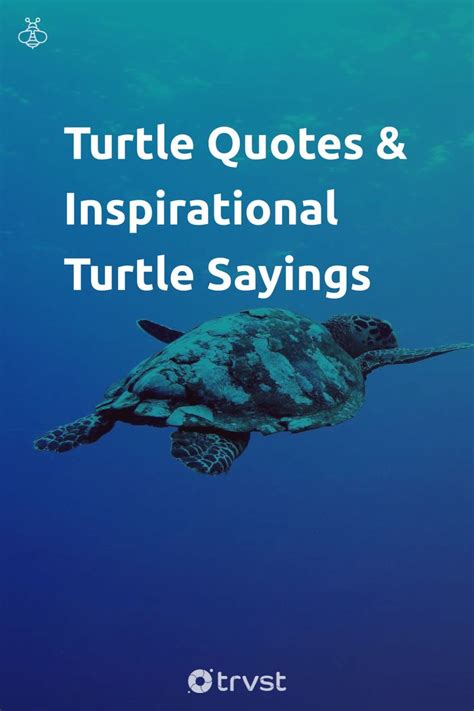 turtle quotes teaching patience  worth