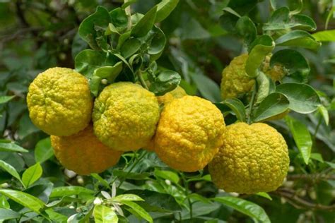 Essential Oil: Bergamot – Petoskey and Pine