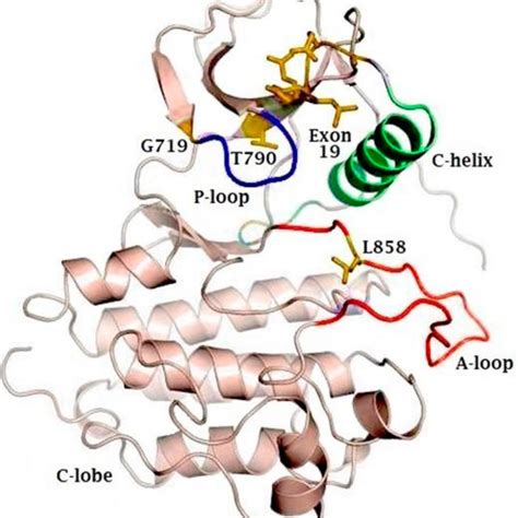 Representative Figure Of The Crystal Structure Of The Egfr Kinase