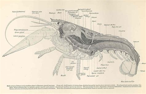 Lobster Anatomy Diagram Label