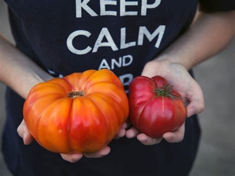 Graines De Tomate Ananas Rouge Solanum Lycopersicum Var Pineapple