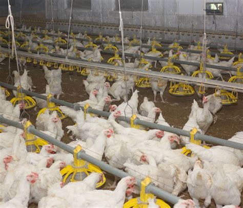 10 Million Chickens Culled In South Africa Due To Power Outages