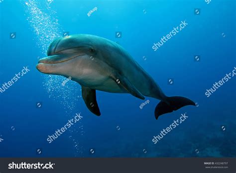 8,482 "bottlenose dolphin" Images, Stock Photos & Vectors | Shutterstock