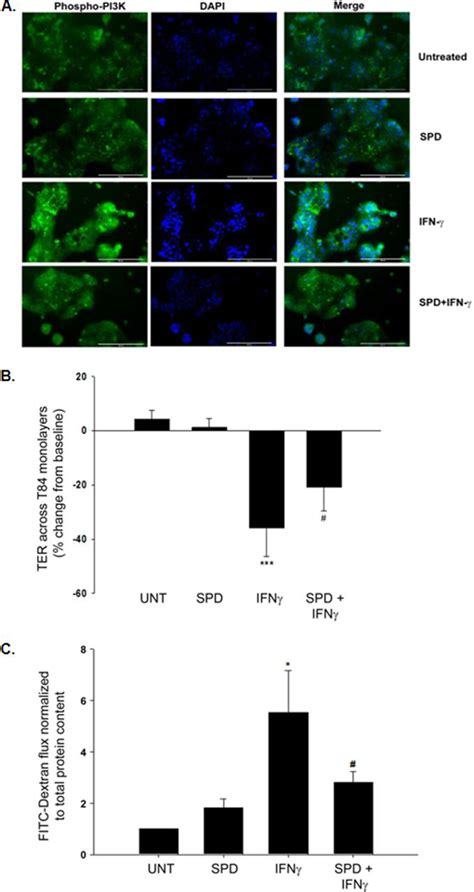 Spermidine Stimulates T Cell Protein Tyrosine Phosphatase Mediated