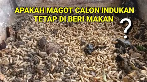 Apakah Calon Indukan Lalat Bsf Harus Tetap Di Beri Makan YouTube