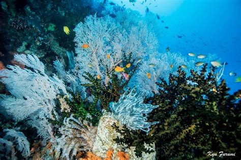 Best Dive Sites Of Papua New Guinea