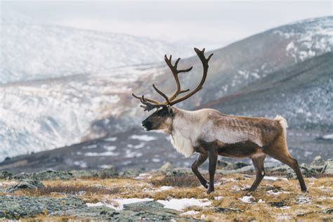 Reindeer vs. Caribou: What's the Difference?