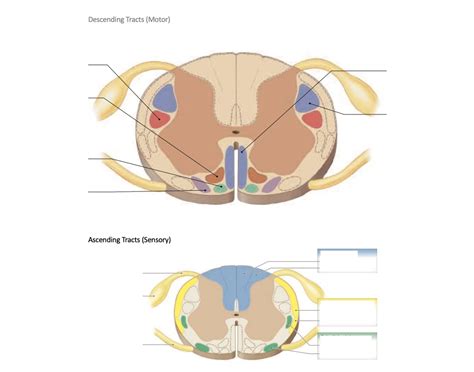 Ascending/Descending Tracts Quiz