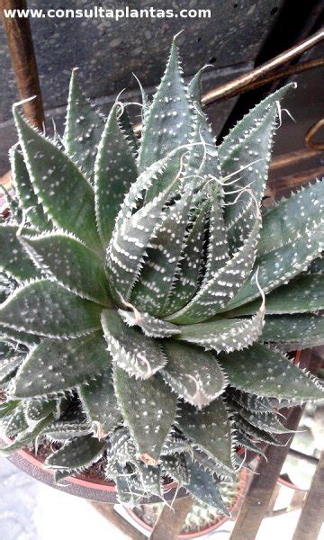 Aloe Aristata O Planta Antorcha Cuidados