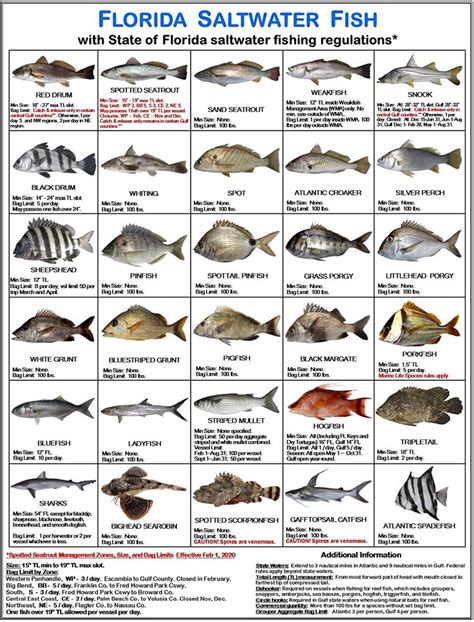 Tackle Box Id Florida Saltwater Fish Identification Card Set 3