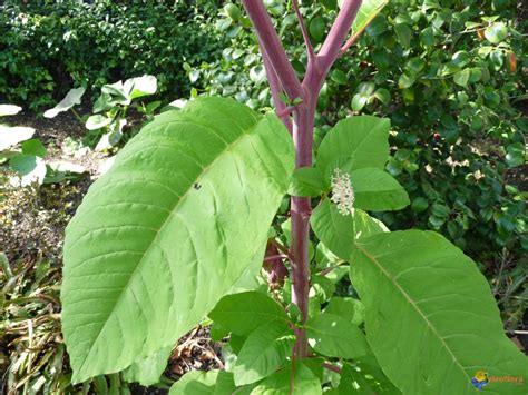 Plante Sauvage Tige Rouge Agencement De Jardin Aux Meilleurs Prix