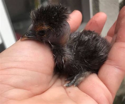 Silkie Showgirl Ameraucana Silkies Mixed Breed Silkie Chickens