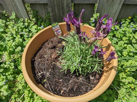 Lavender Turning Brown Reasons And Solutions To Save Your Plant