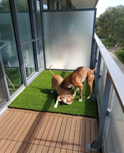 Pin by Shannon Sydney on Balcony | Apartment dogs, Outdoor dog spaces, Dog spaces