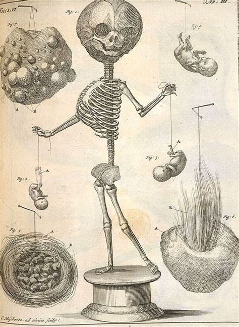 Frederik Ruysch Alchetron The Free Social Encyclopedia