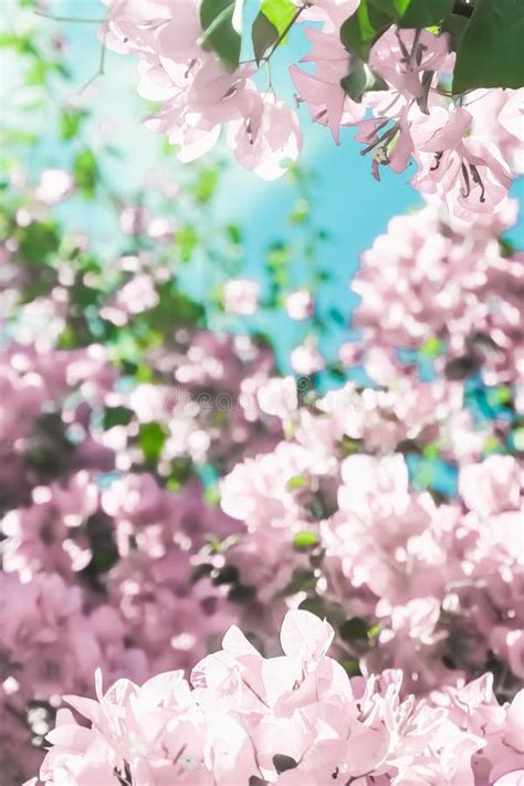 Flores De Floresc Ncia Cor De Rosa Pasteis E C U Azul Em Um Jardim