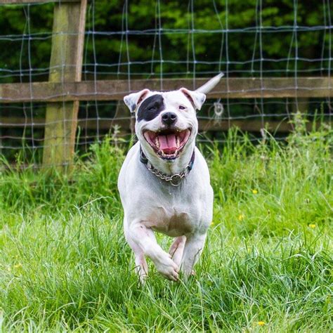 Devon Dog Rescue And Rehoming Rescue Dogs For Adoption In Devon