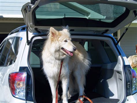 My Rotten Dogs: Dog Tested, Dog Approved