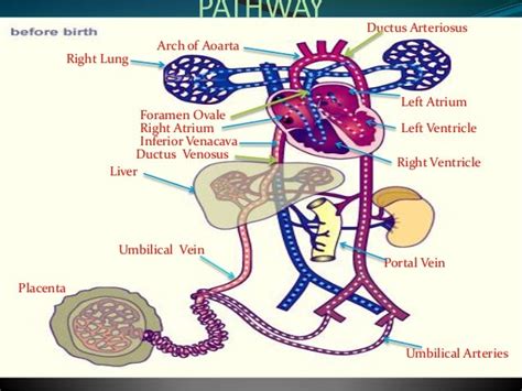 Fetal Heart Circulation Animation