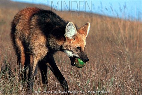 Maned Wolf stock photo - Minden Pictures