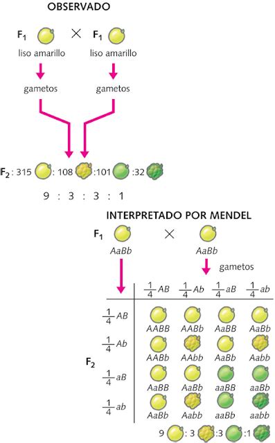 Science Education Resources Recursos Educativos En Cc Nn Leyes De Mendel Herencia Genética