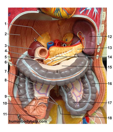 labeled human torso model diagram torso model anatomy labeled