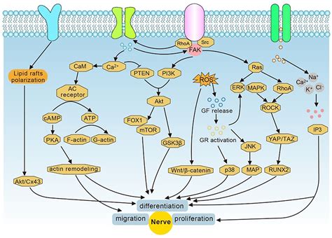 Advances In Conductive Hydrogel For Spinal Cord Injury Ijn