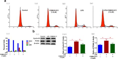 Inhibitory Effects Of Cqmuh On Lps Induced Proliferation In Primary