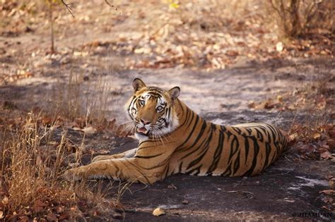 Vanishing Stripes: Save the Bengal Tiger - GlobalGiving