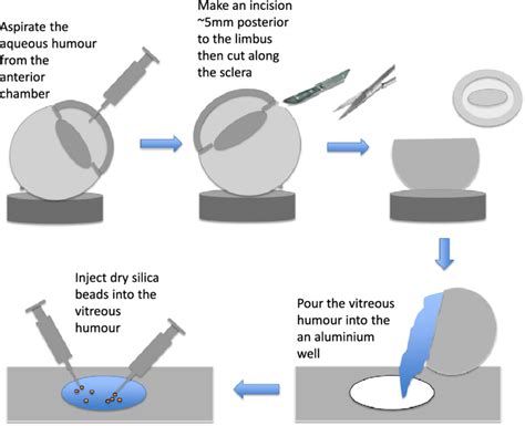 A Schematic Description Of The Sample Preparation For Micro Rheology