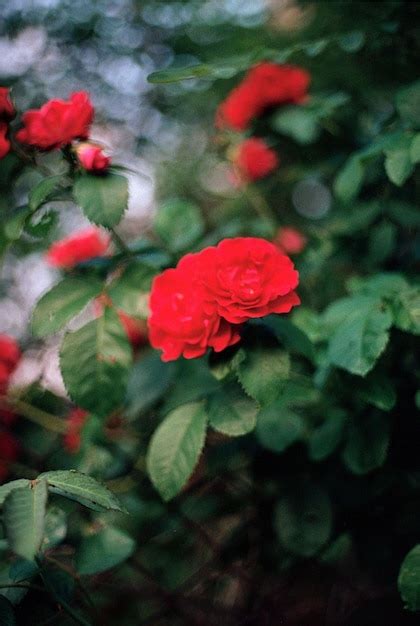 Premium Photo | A red rose in a bush